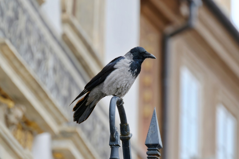 6 - A Hooded Crow, identifiable by its distinctive ashy-gray body contrasted with a black head, wings, and tail